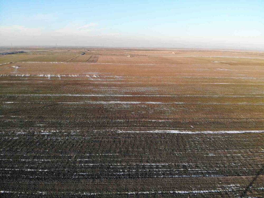 Konya'da hububat için don alarmı... Tarlalar risk altında