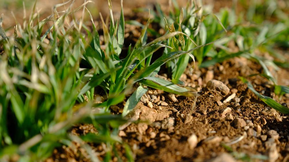 Konya Ovasında çiftçilere beklenen müjde geldi