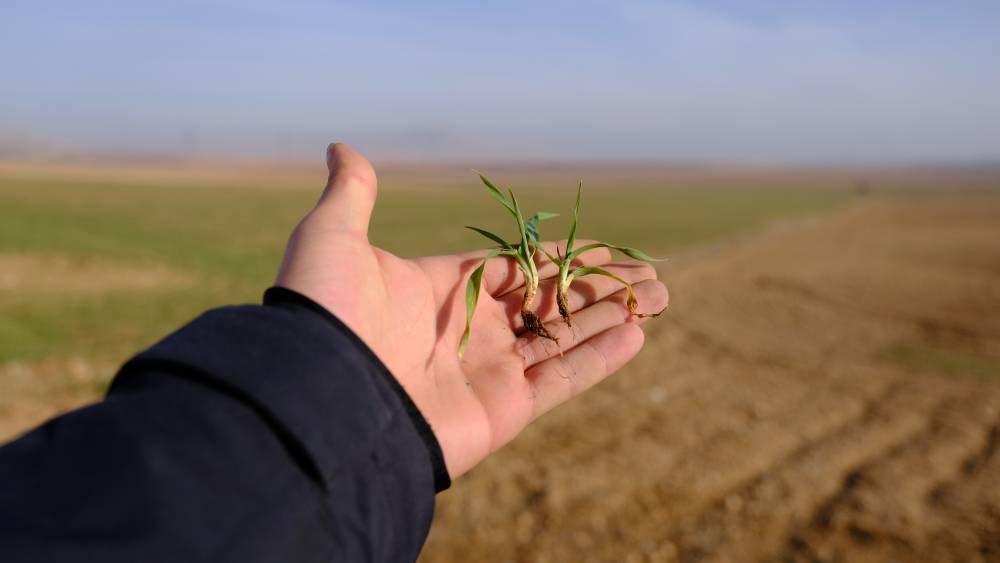 Konya Ovasında çiftçilere beklenen müjde geldi