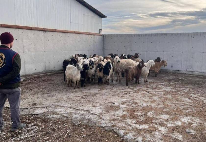 Konya'da küçükbaş hayvan hırsızlığı şüphelisi 7 kişiden üçü tutuklandı
