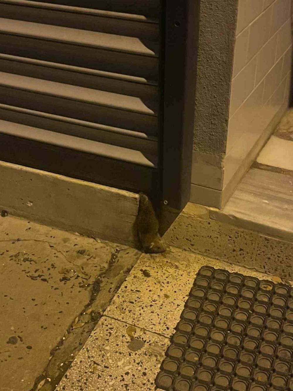 Sokakta fare paniği: Kötü kokular sardı