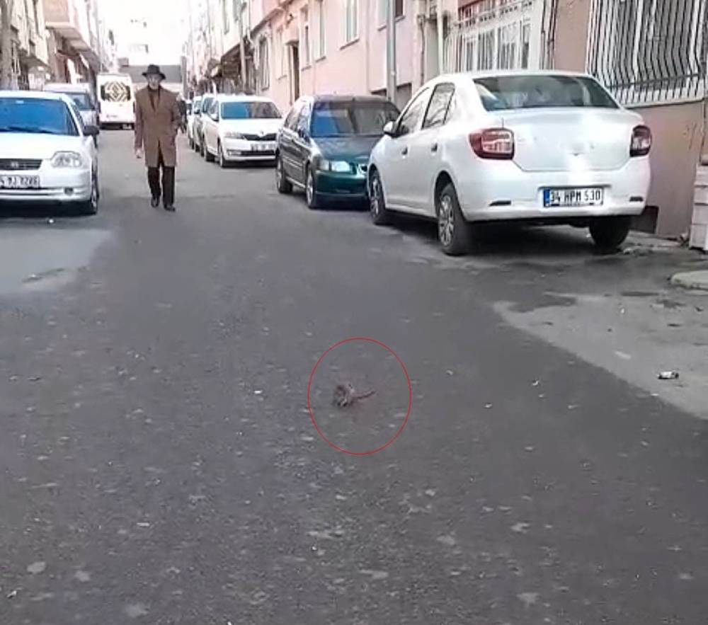 Sokakta fare paniği: Kötü kokular sardı