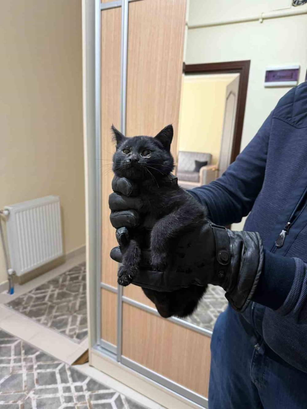 Konya'da bacaya düşen kedi için 6 saatlik seferberlik