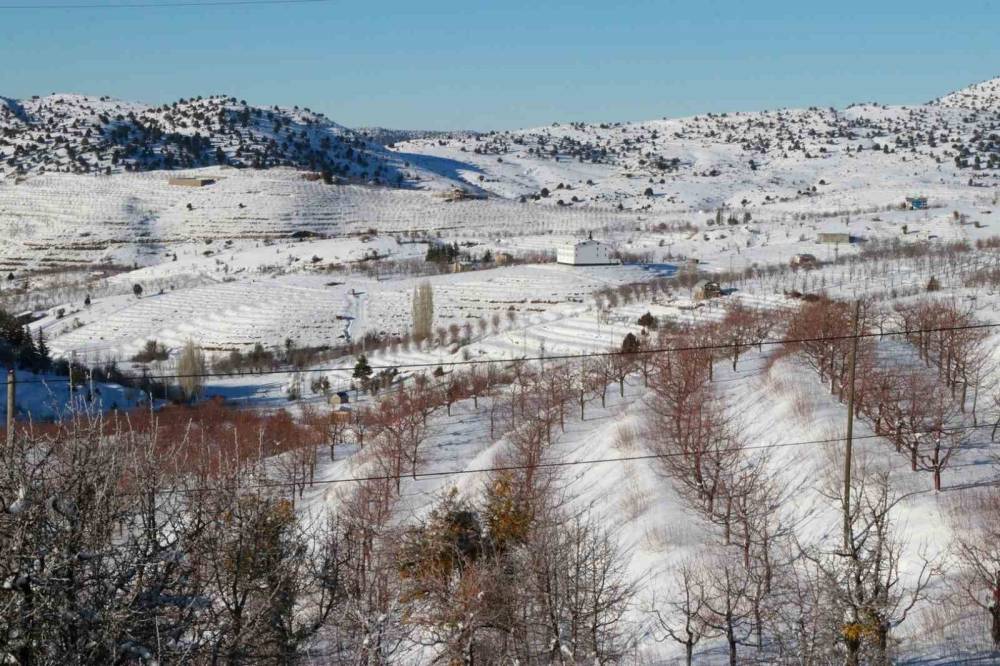 Toroslarda beyaz bereket! Hadim kirazı kara doydu