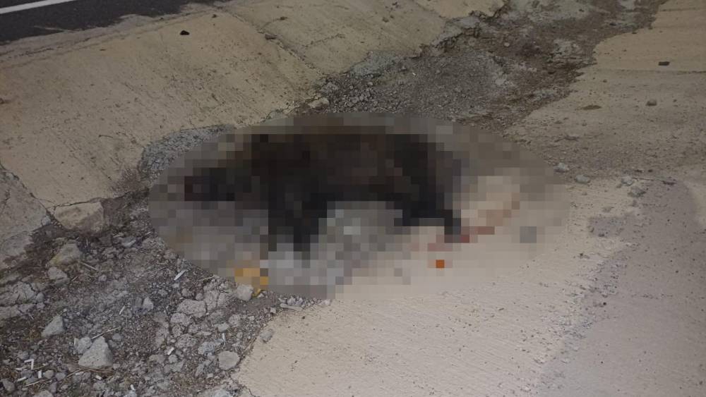 Konya'da yola çıkan domuz can aldı