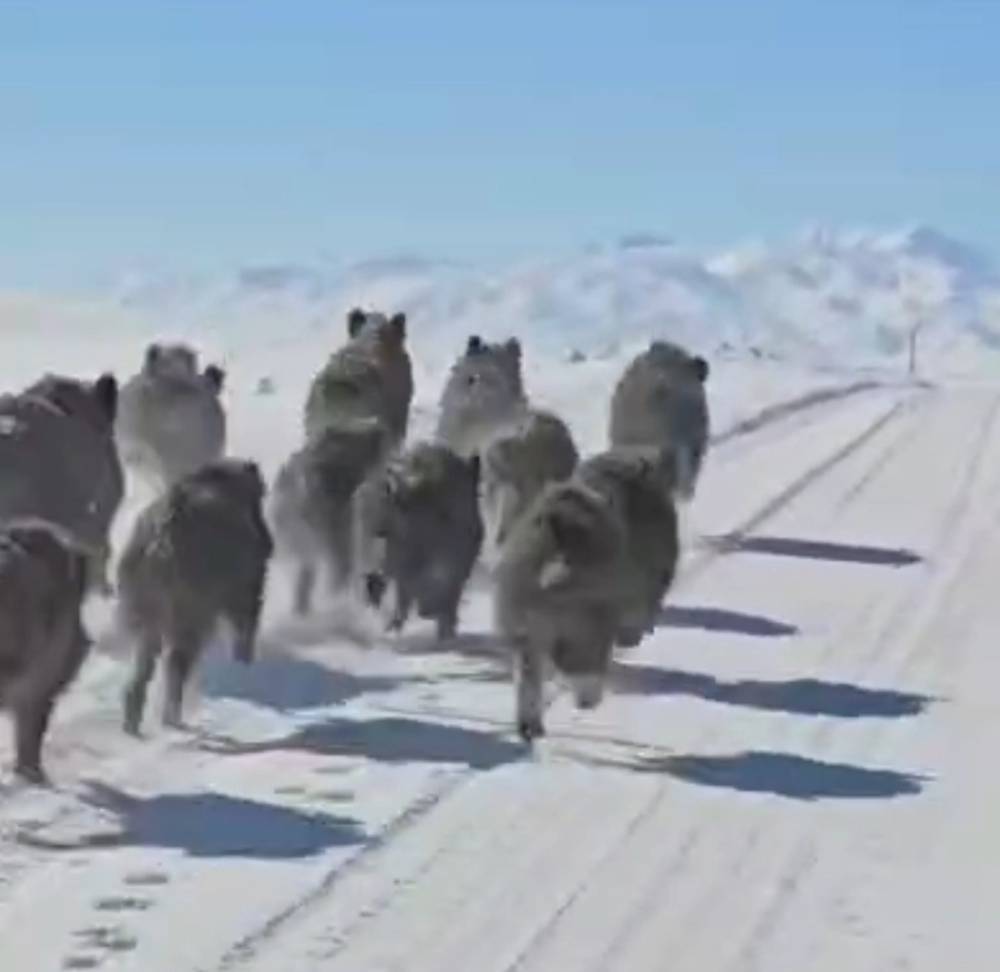 Domuz sürüsü mahalleye indi