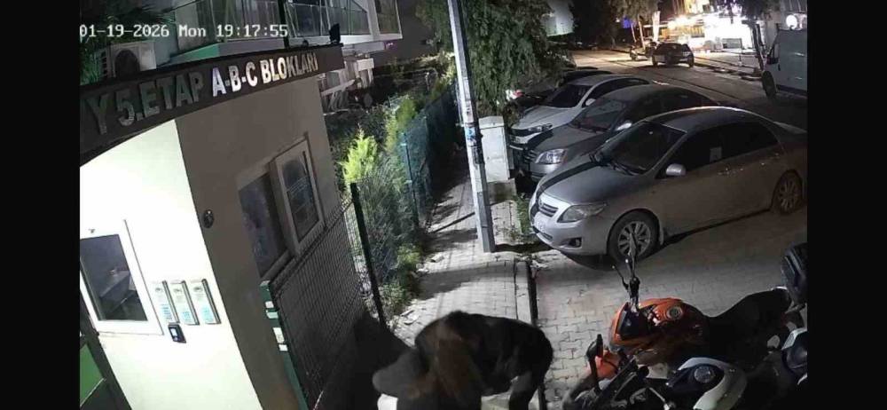 Saplantılısı, genç kızın sonu oldu! Kan donduran cinayet