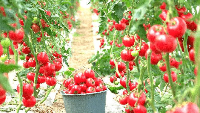 5f589e30c2e6005a5b13a311-saglikli-sera-domates1-min.jpg