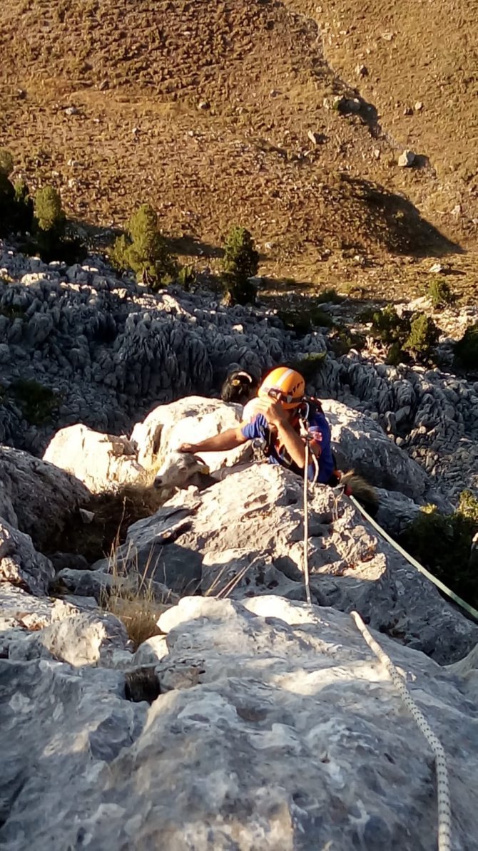 afad-ekipleri-kayaliklarda-mahsur-kalan-4-keciyi-kurtardu-5.jpg