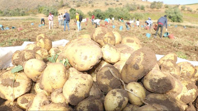 bu-yil-patates-bollugu-var-1.jpg