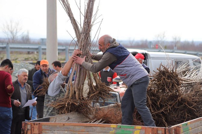 buyuksehirden-ciftciye-fidan-ve-fide-destegi-1.jpg
