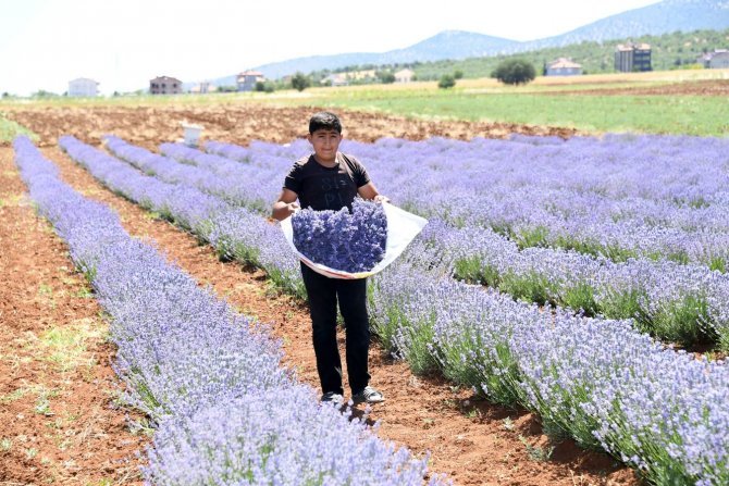 guneysinirda-ekilen-lavantanin-ilk-hasadi-yapildi-1.jpg