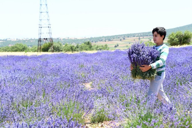 guneysinirda-ekilen-lavantanin-ilk-hasadi-yapildi-4.jpg