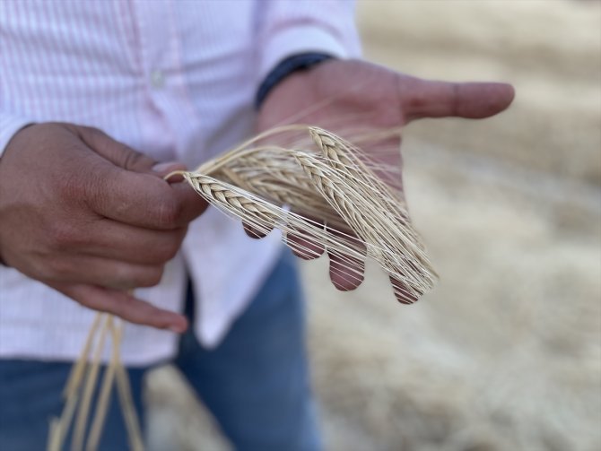 islahi-yapilan-tohum-cesitleri-hububatta-rekolteye-olumlu-katki-sagliyor-7.jpg