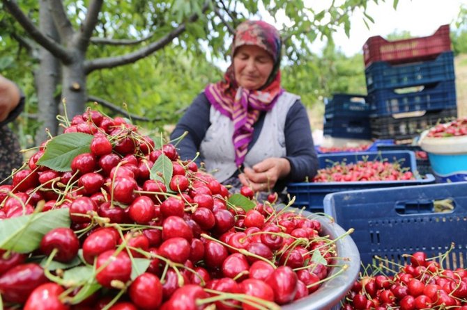 konya-kiraziyla-pazara-aciliyor-5.jpg