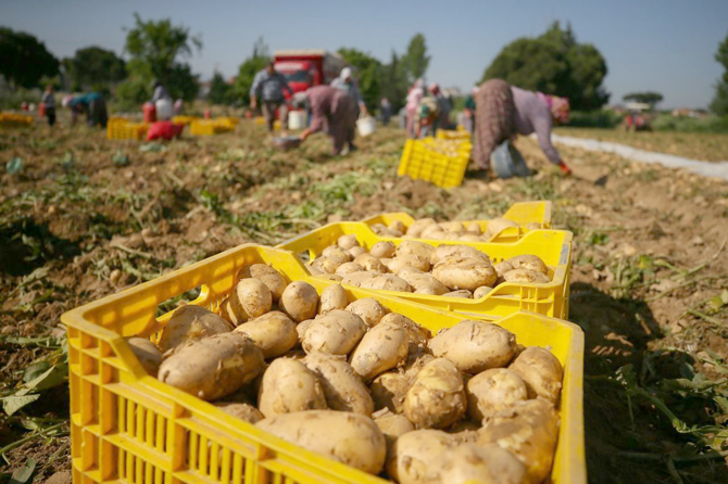 konya-patates-uretiminde-ikinci.png