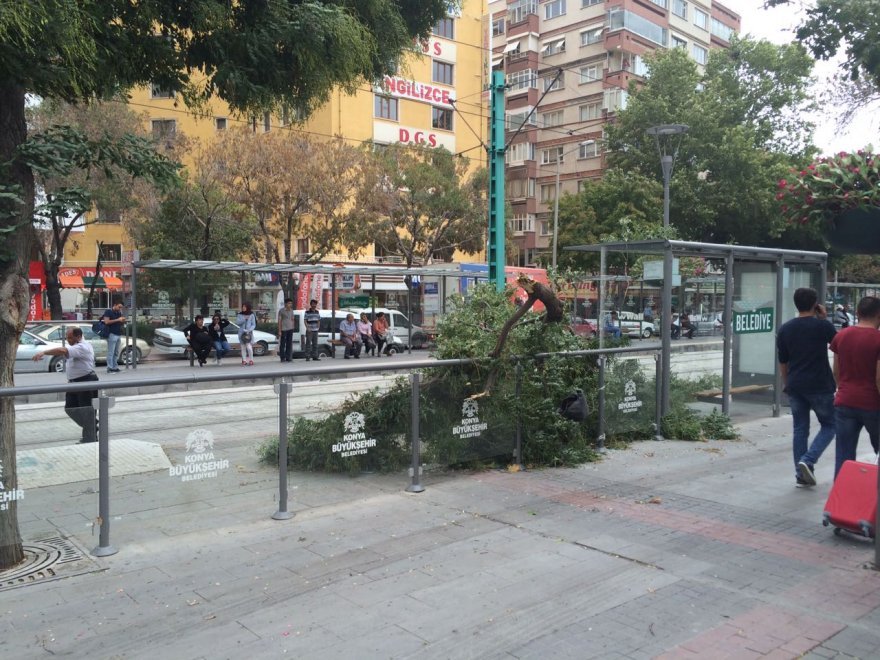 konyada-lodos-yikip-gecti--1.jpeg konyada-lodos-yikip-gecti--1.jpeg