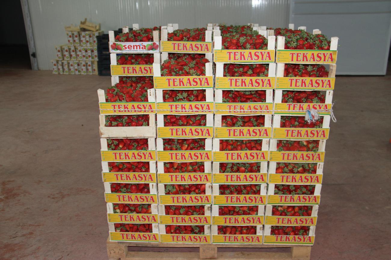 konyadan-dunyaya-organik-cilek-ihracati-2.jpg