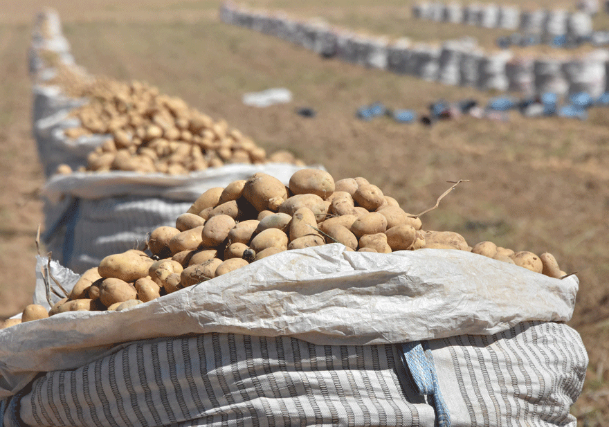 patateste-uretim-az-olmasina-ragmen-fiyat-artisi-beklenmiyor_5360_dhaphoto8.gif