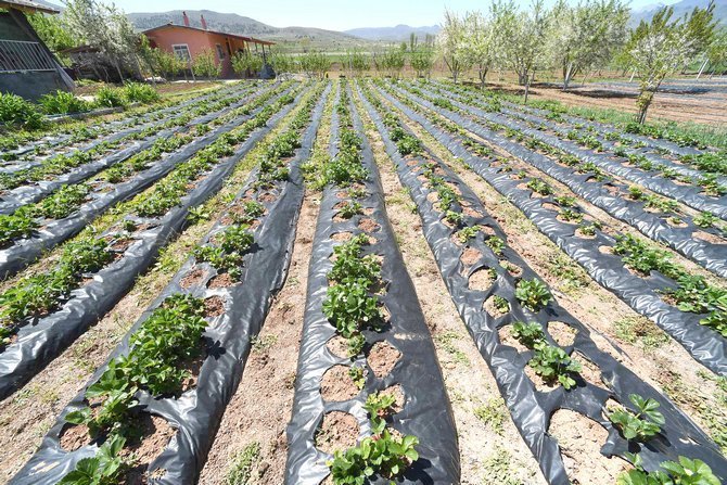 sebze-uretimi-2.jpg